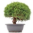 Juniperus chinensis Kishu, 24,5 cm, ± 15 anni