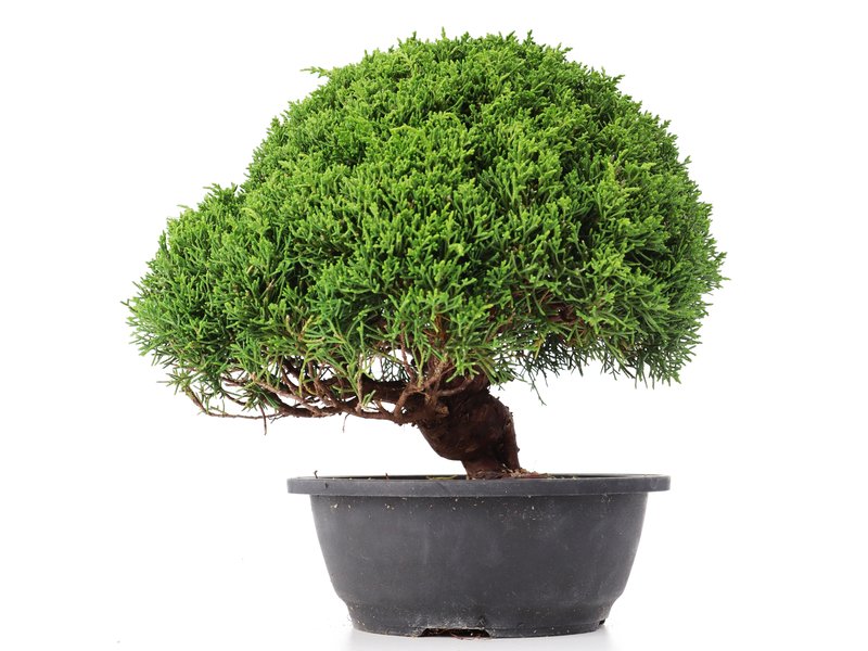 Juniperus chinensis Kishu, 27 cm, ± 15 jaar oud