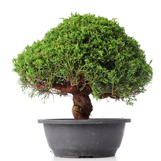 Juniperus chinensis Kishu, 26 cm, ± 15 years old