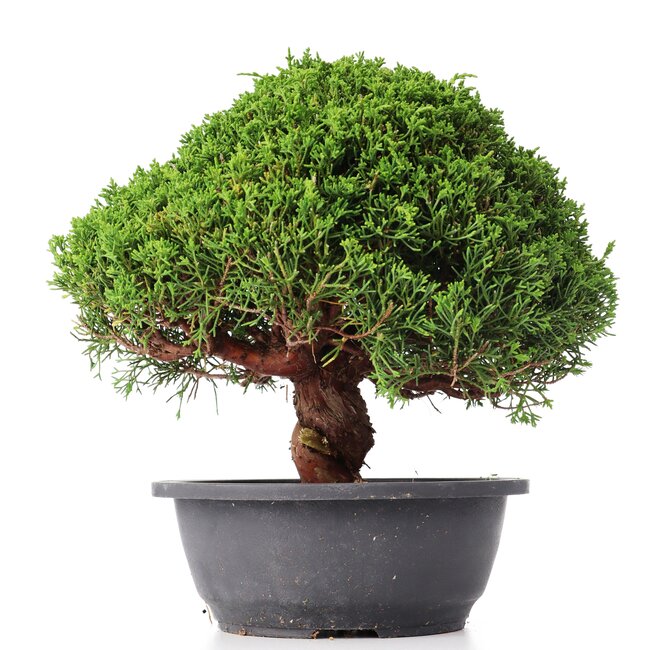 Juniperus chinensis Kishu, 26 cm, ± 15 Jahre alt