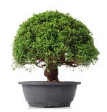 Juniperus chinensis Kishu, 26 cm, ± 15 Jahre alt