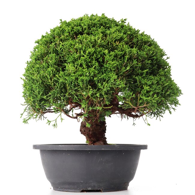 Juniperus chinensis Kishu, 26 cm, ± 15 años