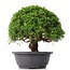 Juniperus chinensis Kishu, 26 cm, ± 15 ans