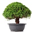 Juniperus chinensis Kishu, 26 cm, ± 15 ans