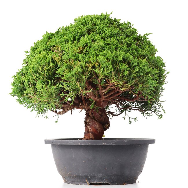 Juniperus chinensis Kishu, 26 cm, ± 15 ans