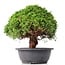 Juniperus chinensis Kishu, 26 cm, ± 15 anni