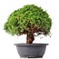 Juniperus chinensis Kishu, 26 cm, ± 15 years old