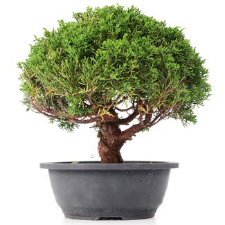 Juniperus chinensis Kishu, 24,5 cm, ± 15 años