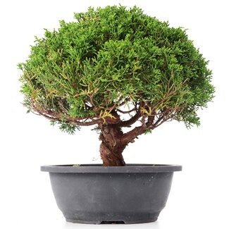 Juniperus chinensis Kishu, 24,5 cm, ± 15 years old