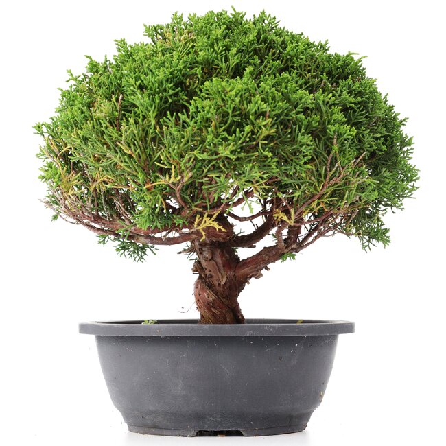 Juniperus chinensis Kishu, 24,5 cm, ± 15 jaar oud