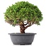 Juniperus chinensis Kishu, 24,5 cm, ± 15 anni