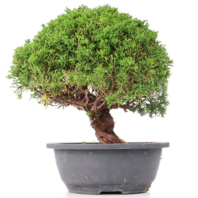 Juniperus chinensis Kishu, 24,5 cm, ± 15 years old