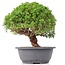 Juniperus chinensis Kishu, 24,5 cm, ± 15 anni