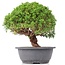 Juniperus chinensis Kishu, 24,5 cm, ± 15 Jahre alt