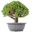 Juniperus chinensis Kishu, 24,5 cm, ± 15 anni