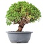 Juniperus chinensis Kishu, 24,5 cm, ± 15 anni