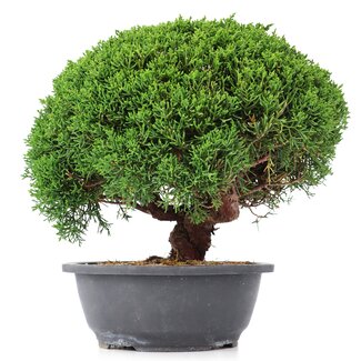 Juniperus chinensis Kishu, 24,5 cm, ± 15 anni