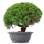 Juniperus chinensis Kishu, 24,5 cm, ± 15 jaar oud