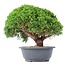 Juniperus chinensis Kishu, 24,5 cm, ± 15 años