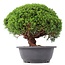 Juniperus chinensis Kishu, 24,5 cm, ± 15 jaar oud