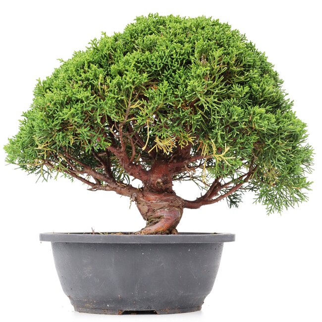 Juniperus chinensis Kishu, 24 cm, ± 15 years old