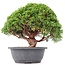 Juniperus chinensis Kishu, 24 cm, ± 15 ans