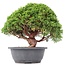 Juniperus chinensis Kishu, 24 cm, ± 15 jaar oud