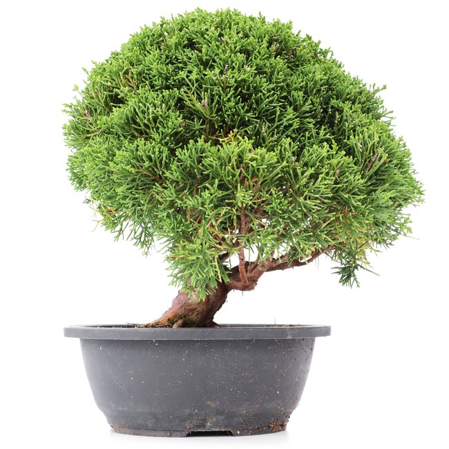 Juniperus chinensis Kishu, 24 cm, ± 15 jaar oud