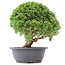 Juniperus chinensis Kishu, 24 cm, ± 15 años
