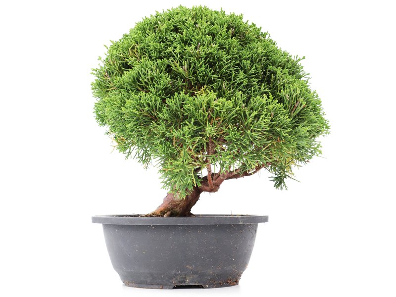 Juniperus chinensis Kishu, 24 cm, ± 15 Jahre alt