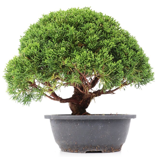 Juniperus chinensis Kishu, 24 cm, ± 15 years old