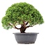 Juniperus chinensis Kishu, 24 cm, ± 15 ans
