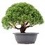 Juniperus chinensis Kishu, 24 cm, ± 15 jaar oud