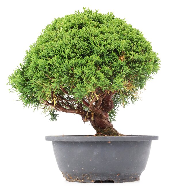 Juniperus chinensis Kishu, 24 cm, ± 15 years old