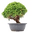 Juniperus chinensis Kishu, 24 cm, ± 15 ans