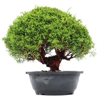 Juniperus chinensis Kishu, 27 cm, ± 15 anni