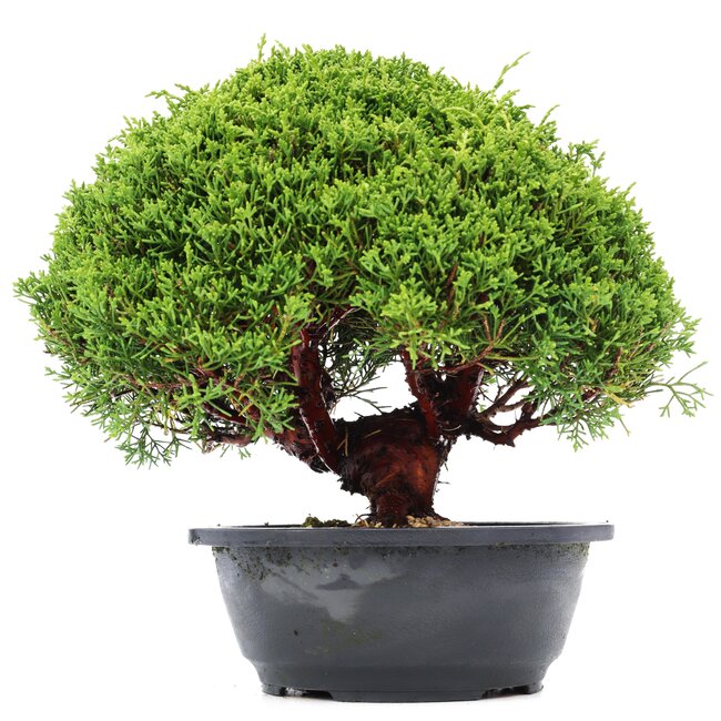 Juniperus chinensis Kishu, 27 cm, ± 15 years old