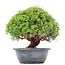 Juniperus chinensis Kishu, 27 cm, ± 15 anni