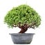 Juniperus chinensis Kishu, 27 cm, ± 15 years old