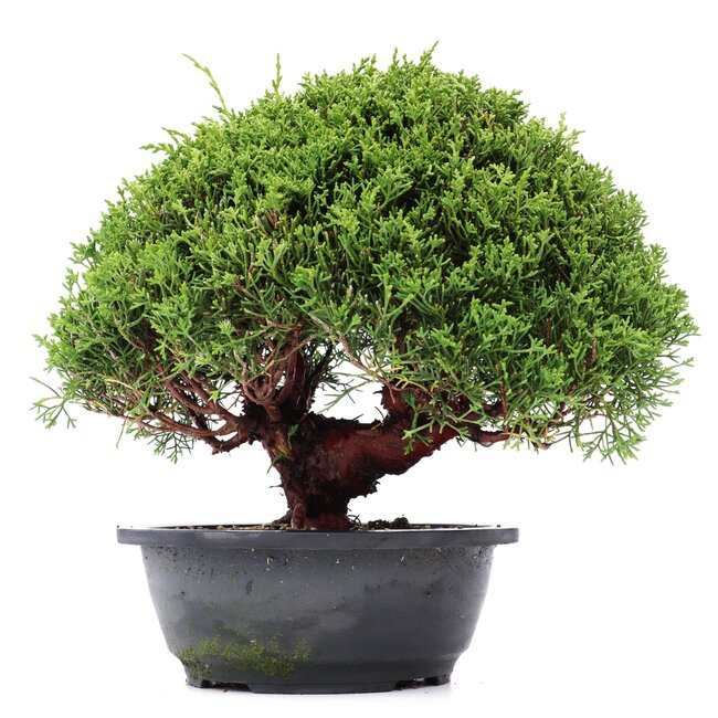 Juniperus chinensis Kishu, 27 cm, ± 15 Jahre alt