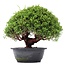 Juniperus chinensis Kishu, 27 cm, ± 15 ans