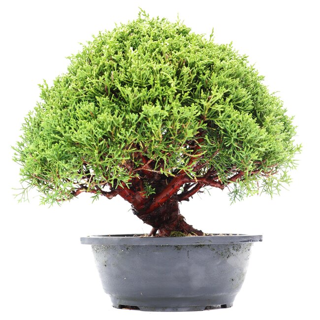 Juniperus chinensis Kishu, 27 cm, ± 15 Jahre alt