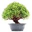 Juniperus chinensis Kishu, 27 cm, ± 15 anni