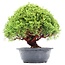 Juniperus chinensis Kishu, 27 cm, ± 15 ans