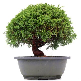 Juniperus chinensis Kishu, 21 cm, ± 15 años