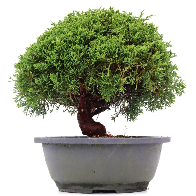 Juniperus chinensis Kishu, 21 cm, ± 15 anni