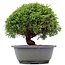 Juniperus chinensis Kishu, 21 cm, ± 15 anni