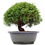 Juniperus chinensis Kishu, 21 cm, ± 15 años