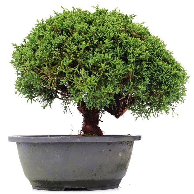 Juniperus chinensis Kishu, 21 cm, ± 15 years old