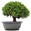 Juniperus chinensis Kishu, 21 cm, ± 15 anni